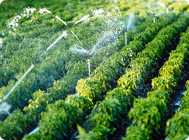 Solutions Water